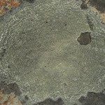 Aspicilia cyanescens