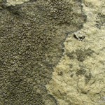 Aspicilia desertorum