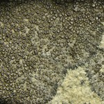 Aspicilia desertorum