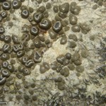 Aspicilia desertorum