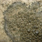 Aspicilia desertorum