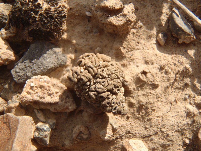 Aspicilia desertorum