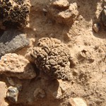Aspicilia desertorum