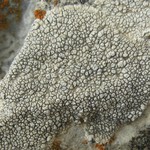 Aspicilia determinata