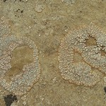 Aspicilia determinata