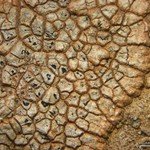 Aspicilia determinata