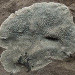 Aspicilia determinata