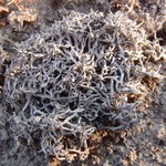 Aspicilia filiformis