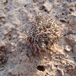 Aspicilia filiformis