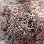 Aspicilia filiformis