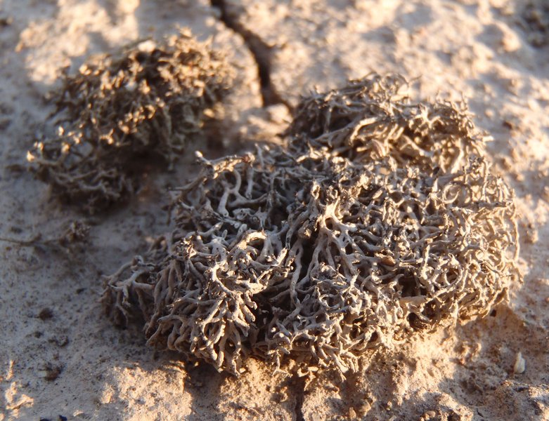 Aspicilia filiformis