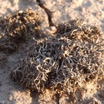 Aspicilia filiformis