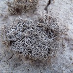 Aspicilia filiformis