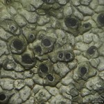 Aspicilia fumosa