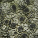 Aspicilia fumosa