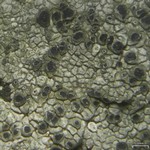 Aspicilia fumosa