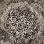 Aspicilia grisea