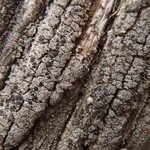 Aspicilia grisea