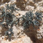 Aspicilia hispida