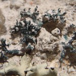 Aspicilia hispida