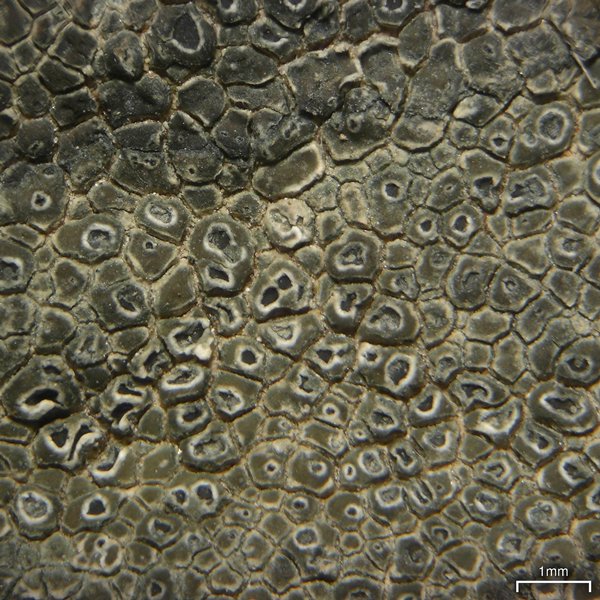Aspicilia knudsenii