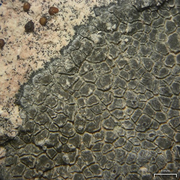 Aspicilia knudsenii