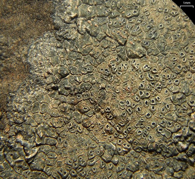 Aspicilia knudsenii