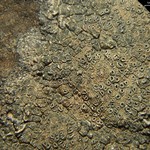 Aspicilia knudsenii