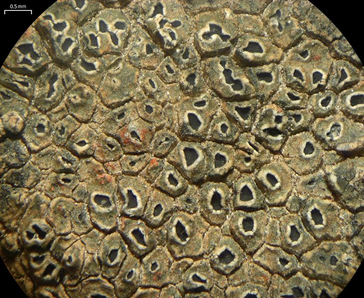 Aspicilia knudsenii