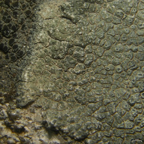 Aspicilia knudsenii