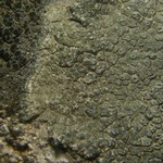 Aspicilia knudsenii