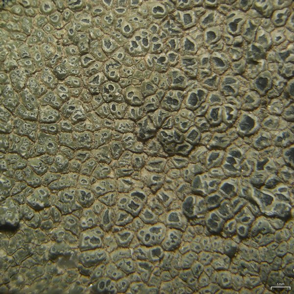 Aspicilia knudsenii