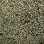 Aspicilia knudsenii