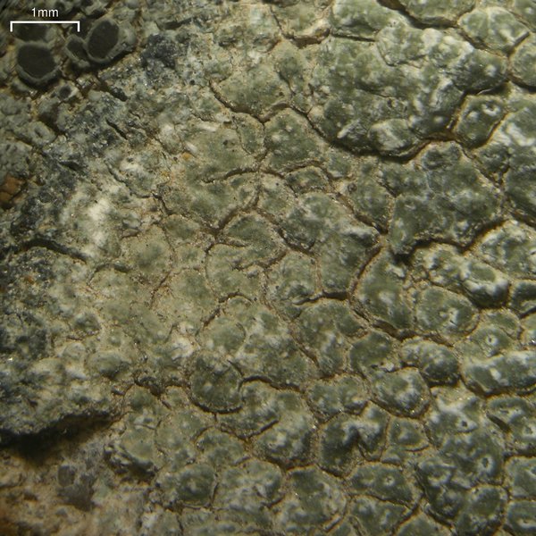 Aspicilia knudsenii
