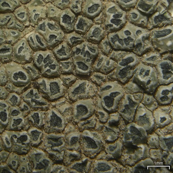Aspicilia knudsenii