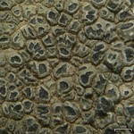 Aspicilia knudsenii