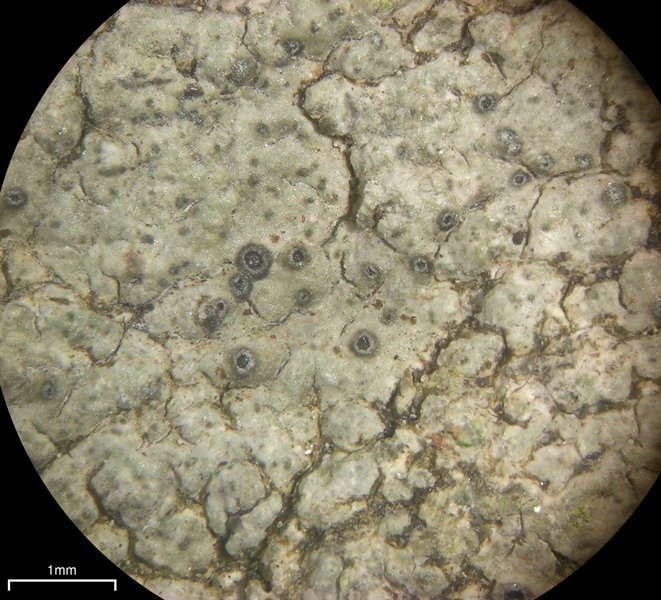 Aspicilia laevata