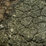 Aspicilia mastrucata