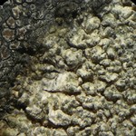 Aspicilia mastrucata