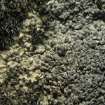 Aspicilia mastrucata