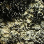 Aspicilia mastrucata
