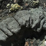 Aspicilia mastrucata