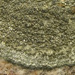 Aspicilia nashii