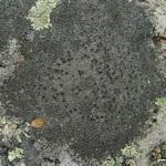 Aspicilia nashii