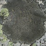 Aspicilia nashii