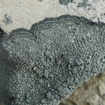 Aspicilia nashii