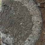 Aspicilia nashii