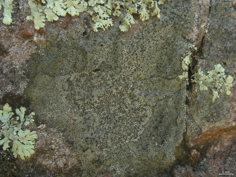 Aspicilia olivaceobrunnea