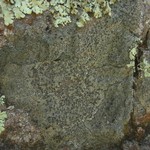 Aspicilia olivaceobrunnea