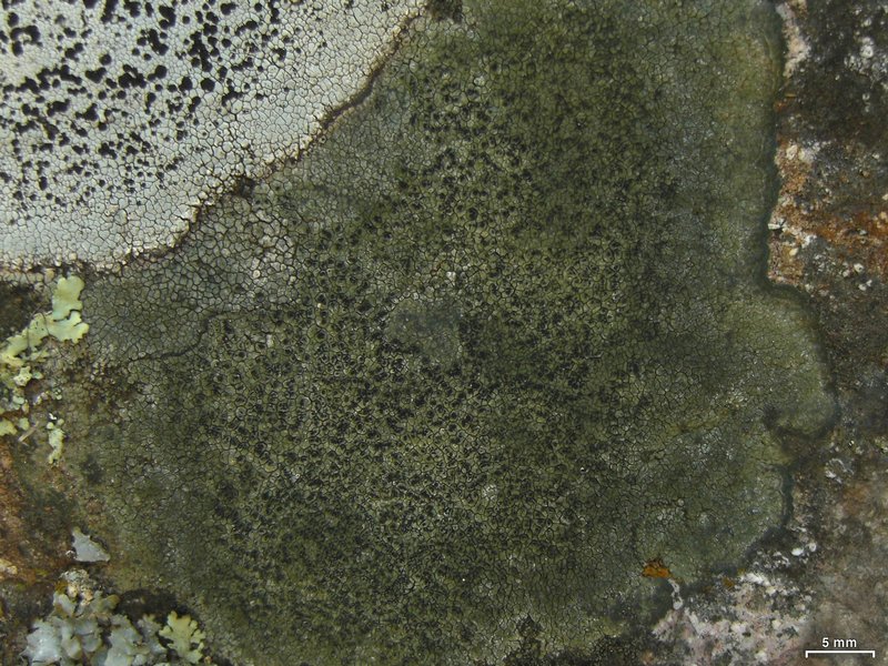 Aspicilia olivaceobrunnea